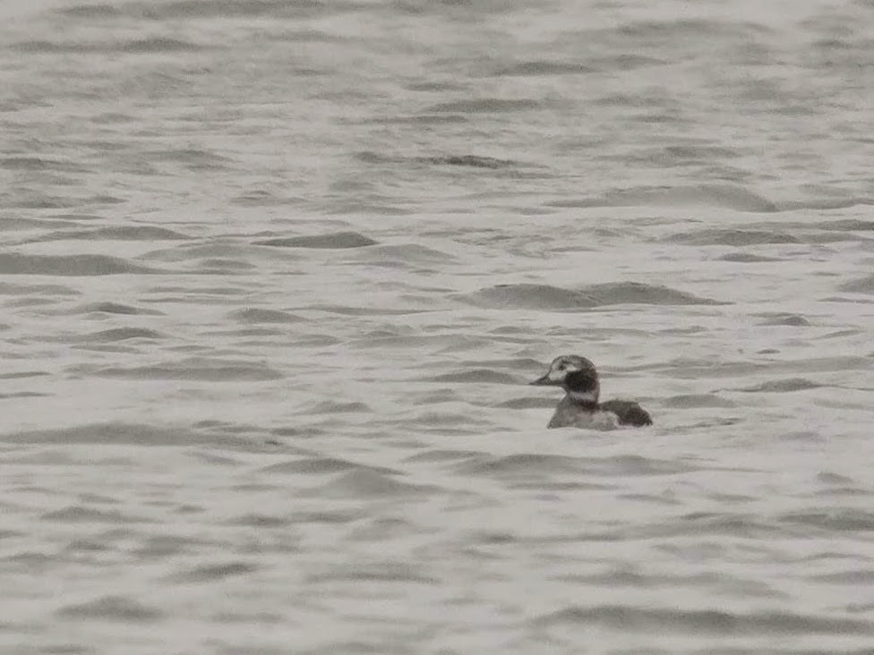 Long-tailed Duck - ML147400091