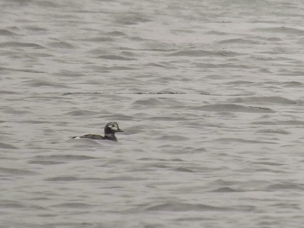 Long-tailed Duck - ML147400101