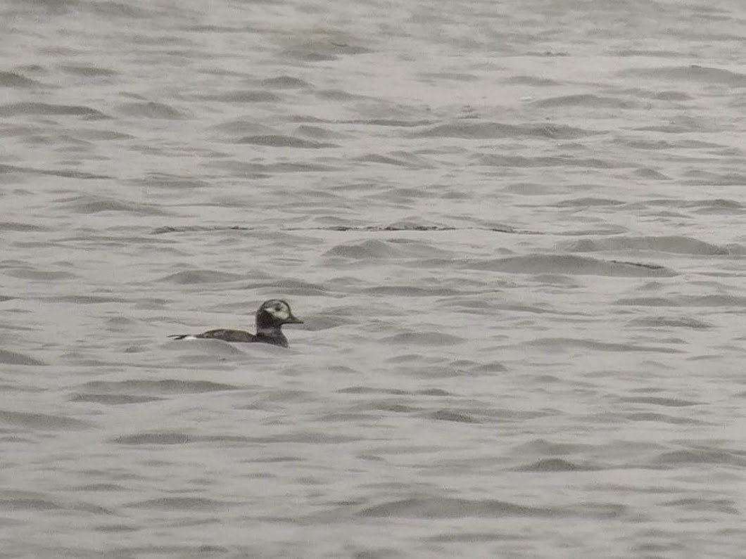 Long-tailed Duck - Raphaël Nussbaumer