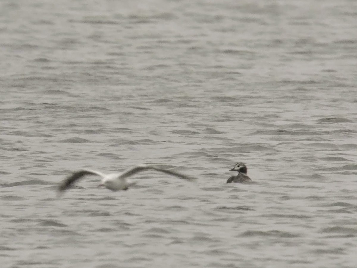 Long-tailed Duck - ML147400111