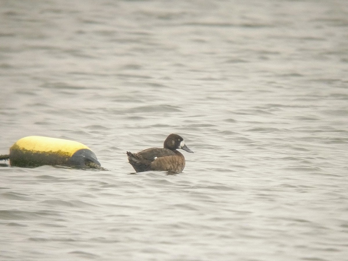 Greater Scaup - ML147400121