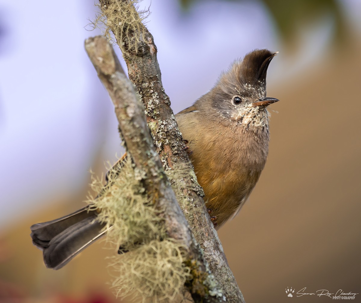 Stripe-throated Yuhina - ML147400731