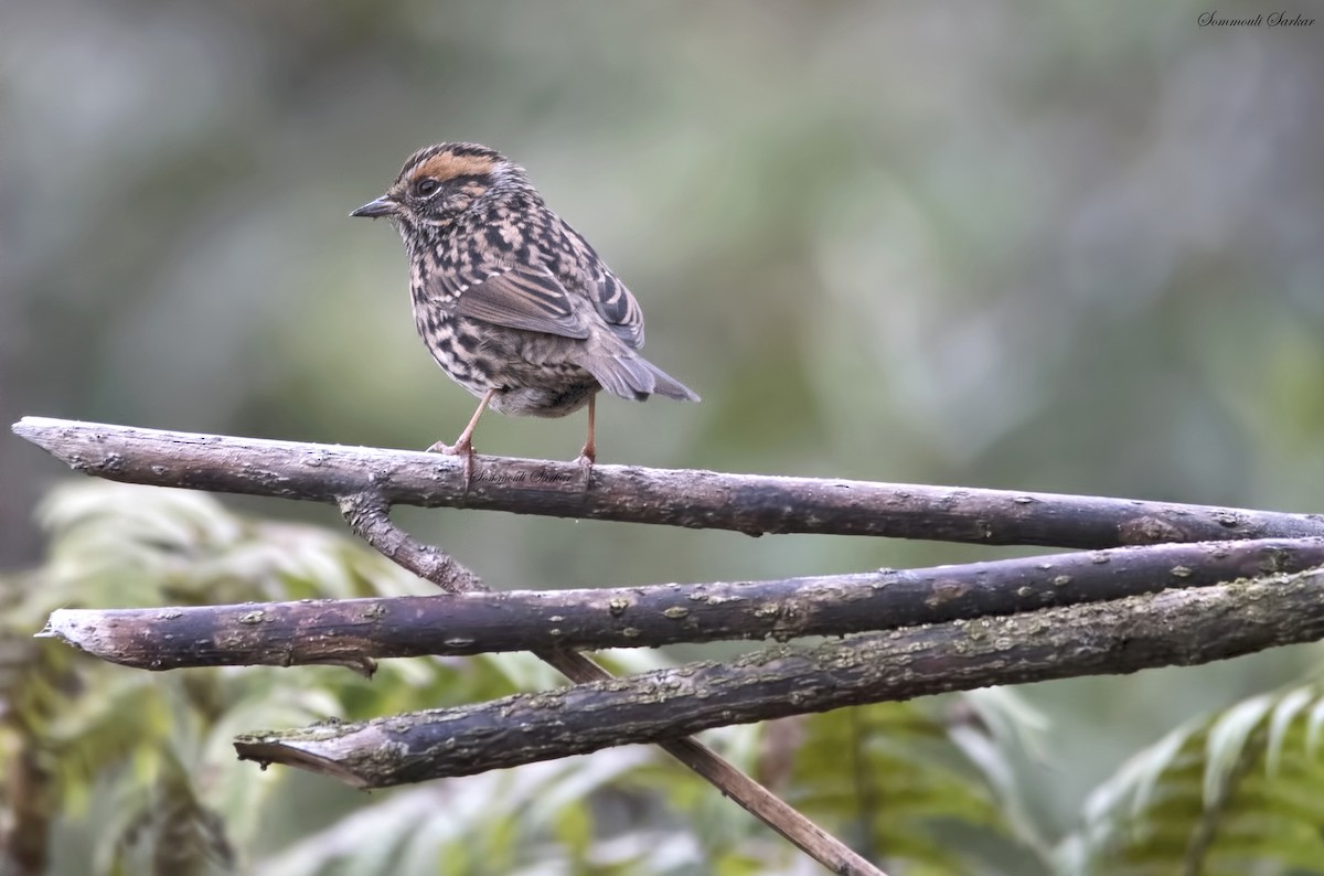 Rufous-breasted Accentor - Sommouli Sarkar