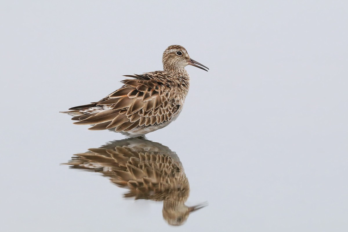 Sharp-tailed Sandpiper - ML147402621