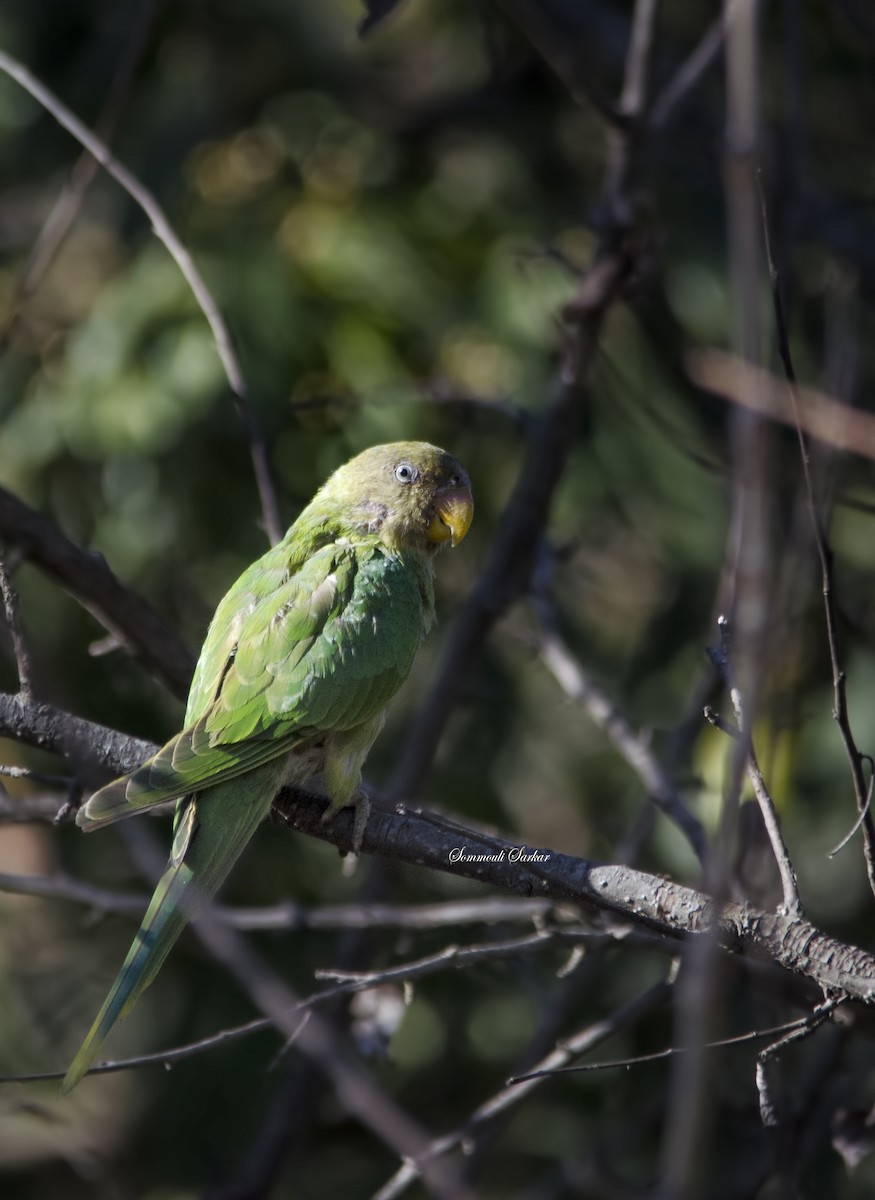 Slaty-headed Parakeet - Sommouli Sarkar