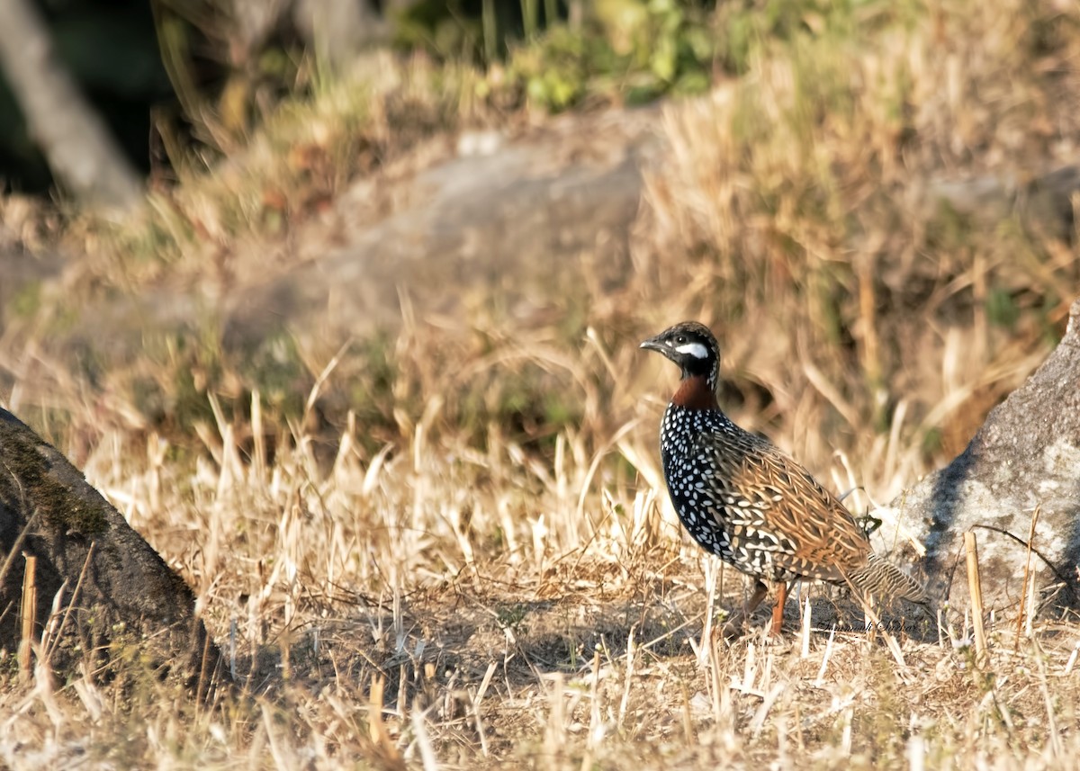 Black Francolin - ML147403251