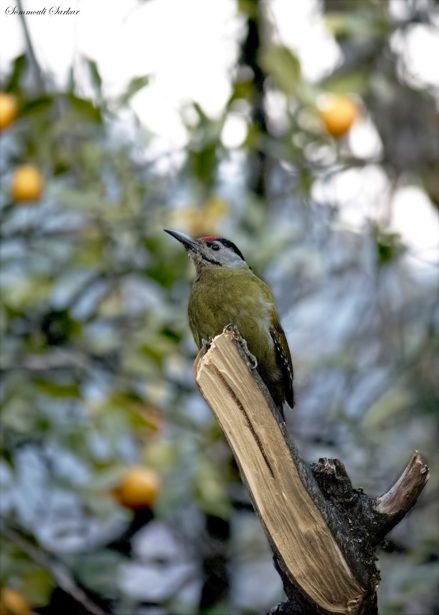 Gray-headed Woodpecker - Sommouli Sarkar