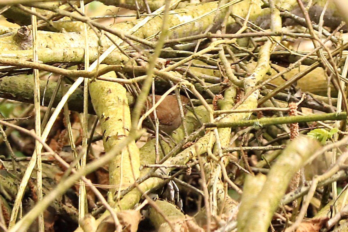 Eurasian Wren - ML147405211