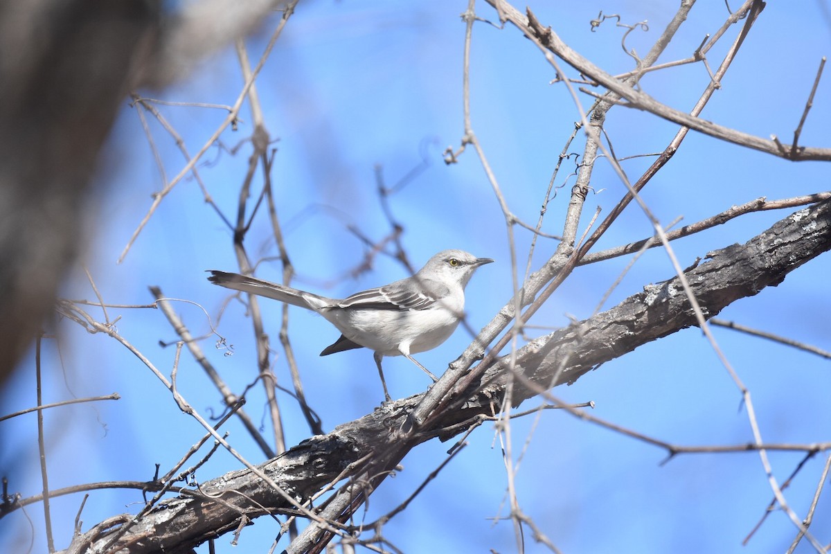 Northern Mockingbird - ML147405221