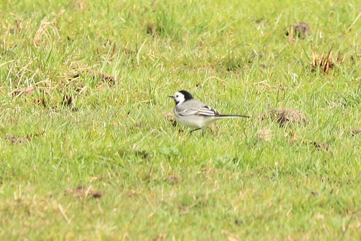 White Wagtail - ML147405411