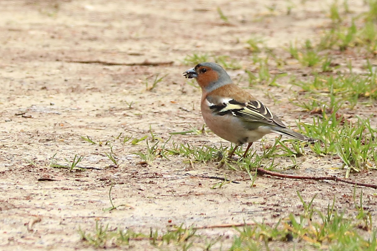 Common Chaffinch - Letty Roedolf Groenenboom