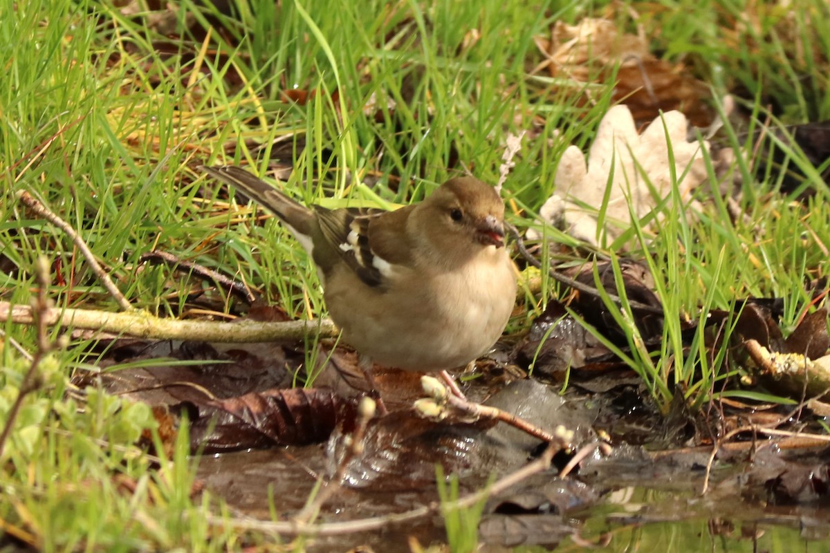 Common Chaffinch - Letty Roedolf Groenenboom