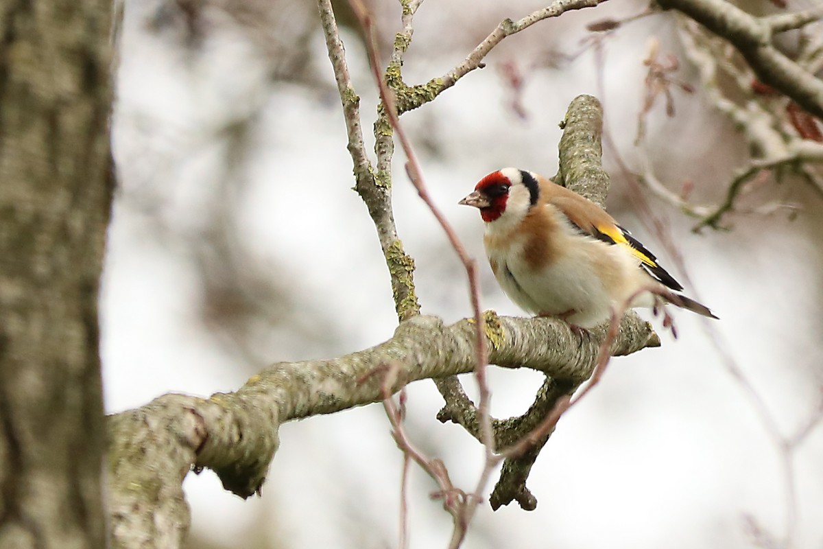 European Goldfinch - Letty Roedolf Groenenboom