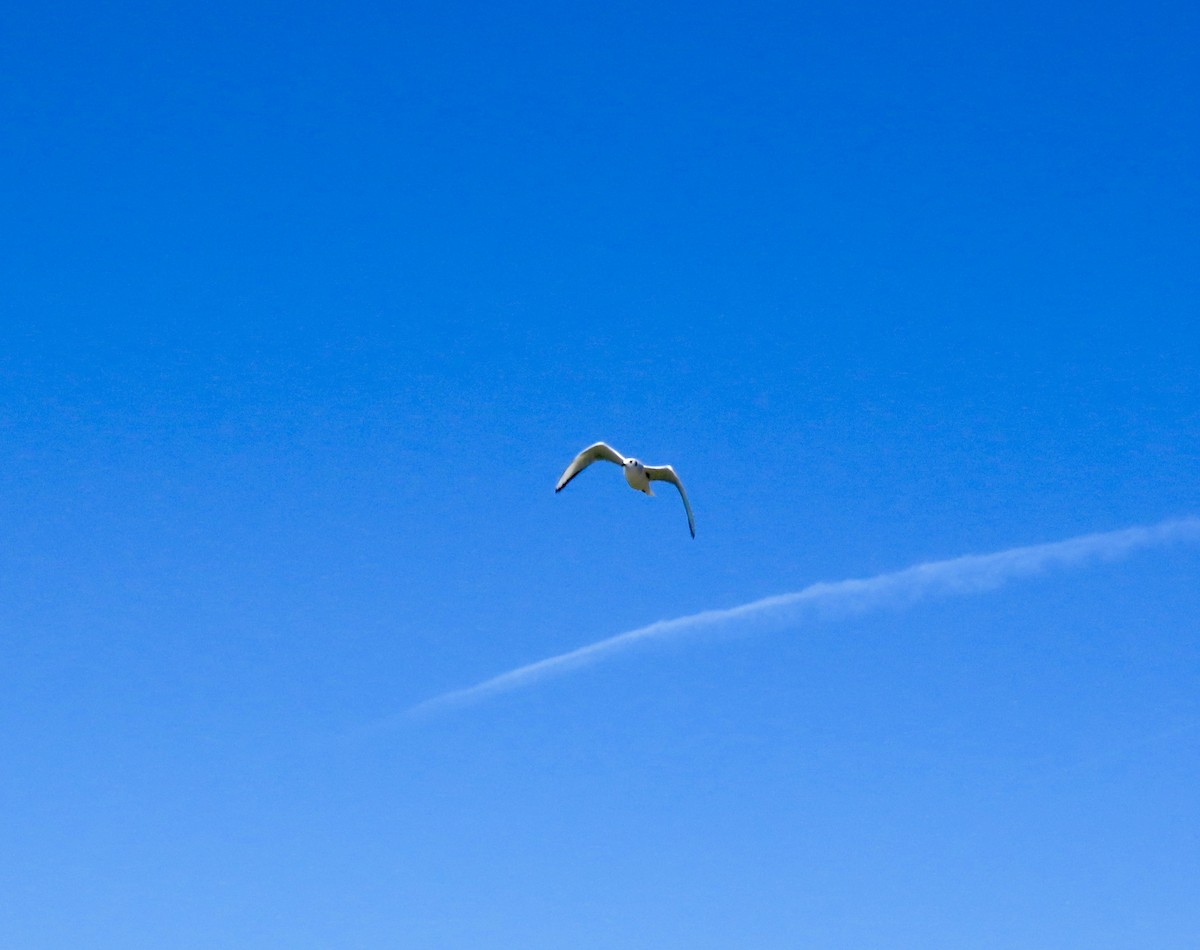 Bonaparte's Gull - David Buckley