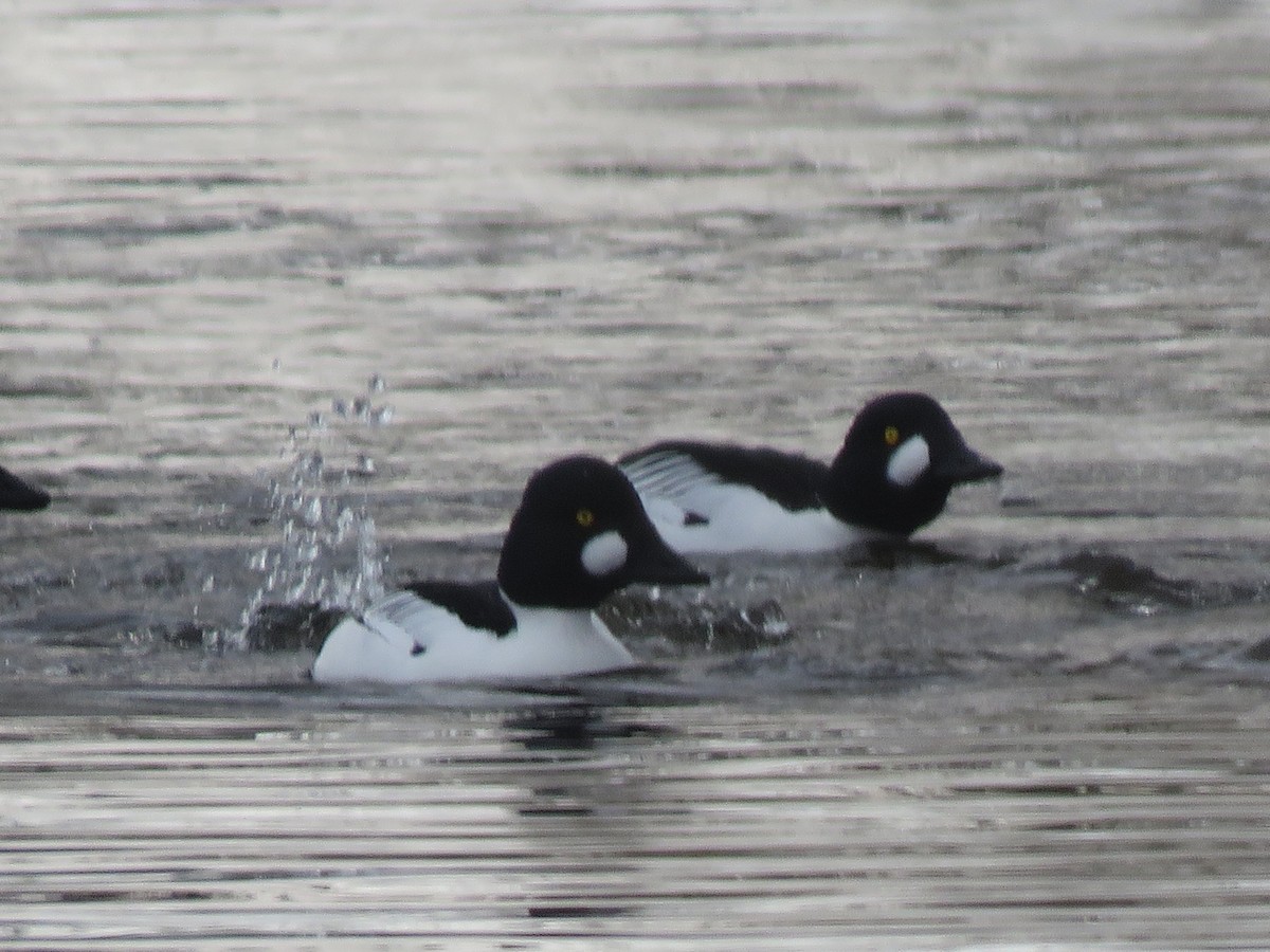 Common Goldeneye - ML147407841