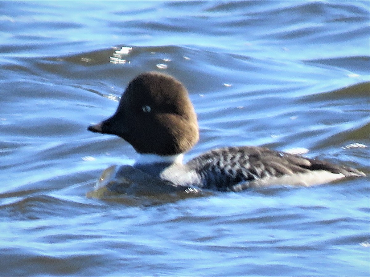 Common Goldeneye - ML147408391