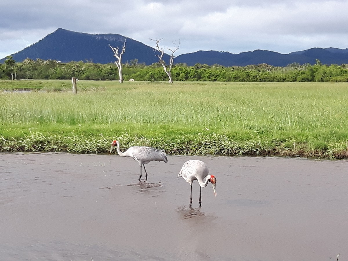 Grulla Brolga - ML147408401