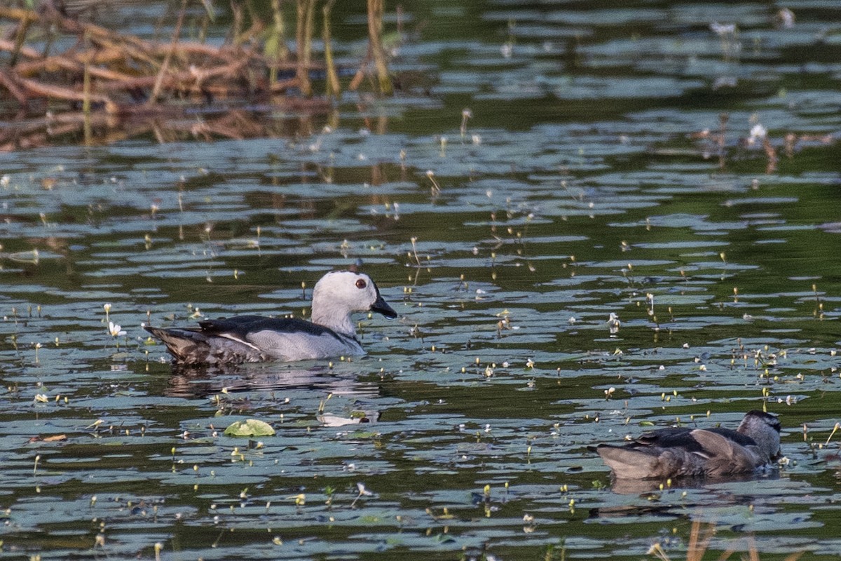 Cotton Pygmy-Goose - ML147408801