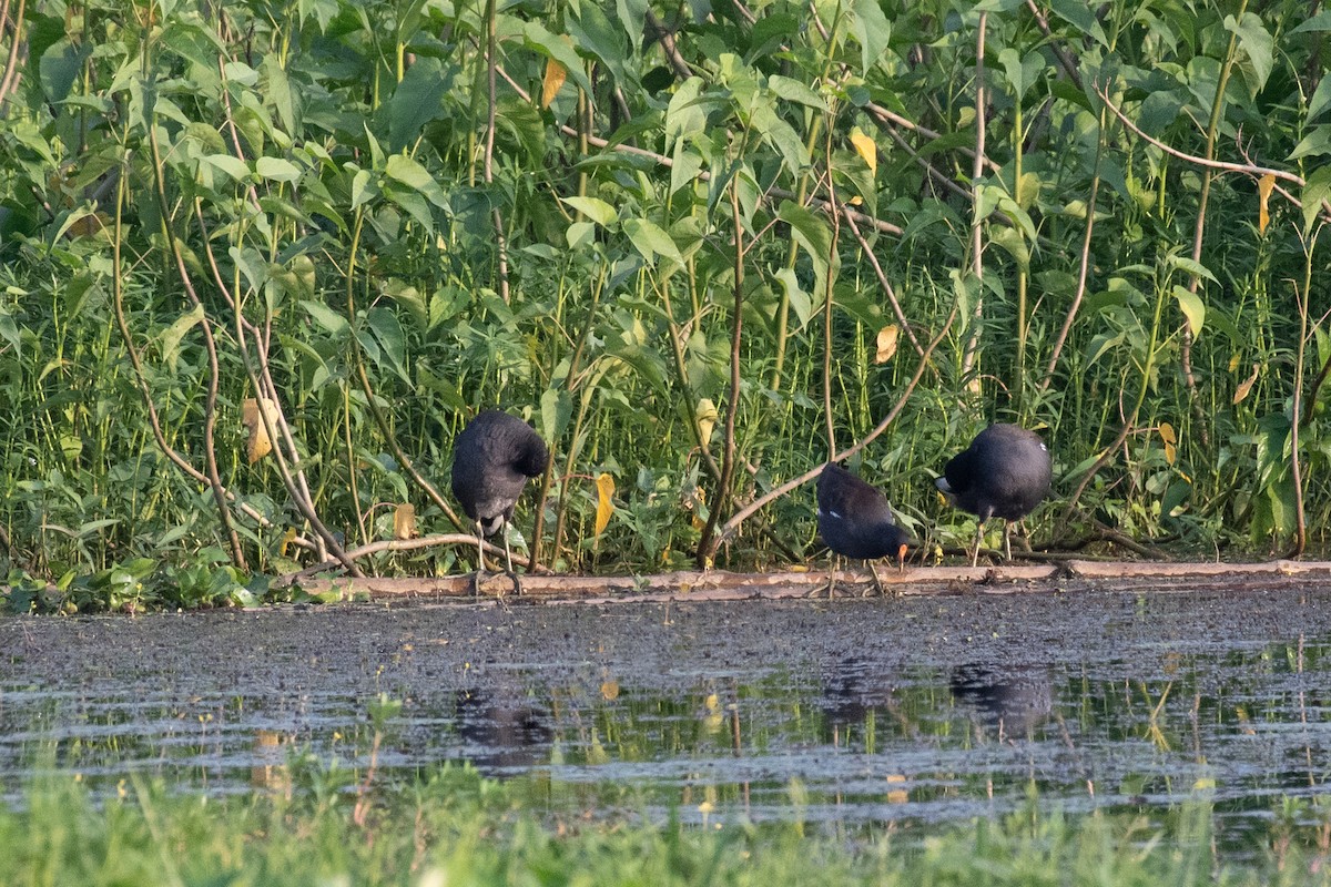 Gallinule poule-d'eau - ML147408891