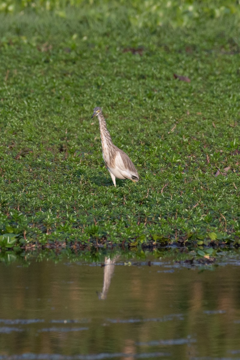 Indian Pond-Heron - Souvik Roychoudhury
