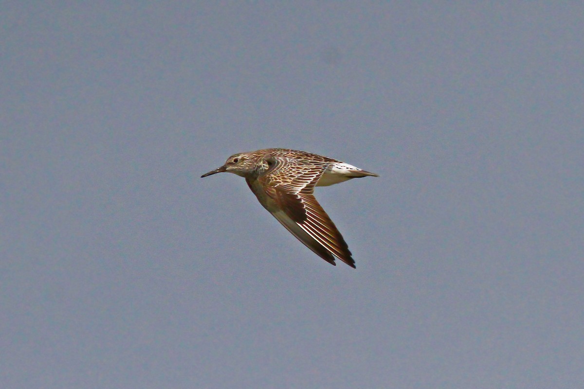 Great Knot - ML147411501