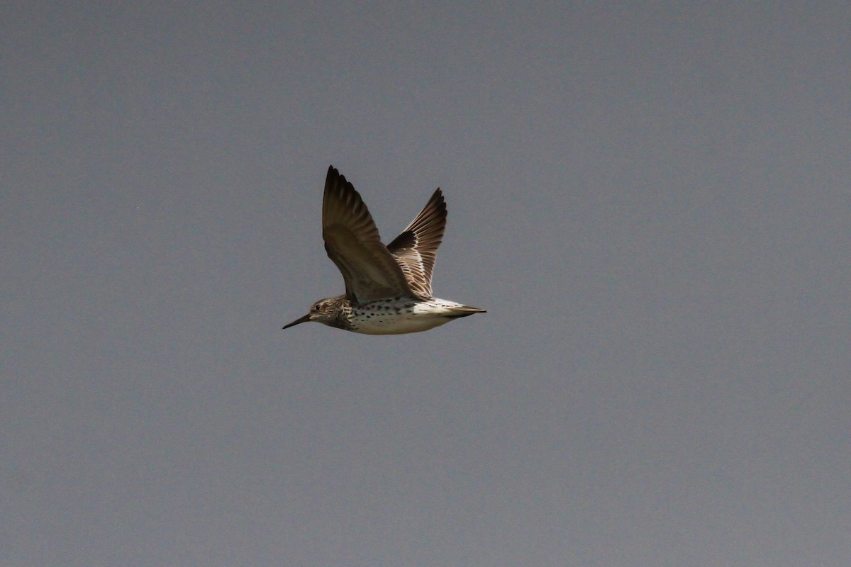 Great Knot - ML147411531