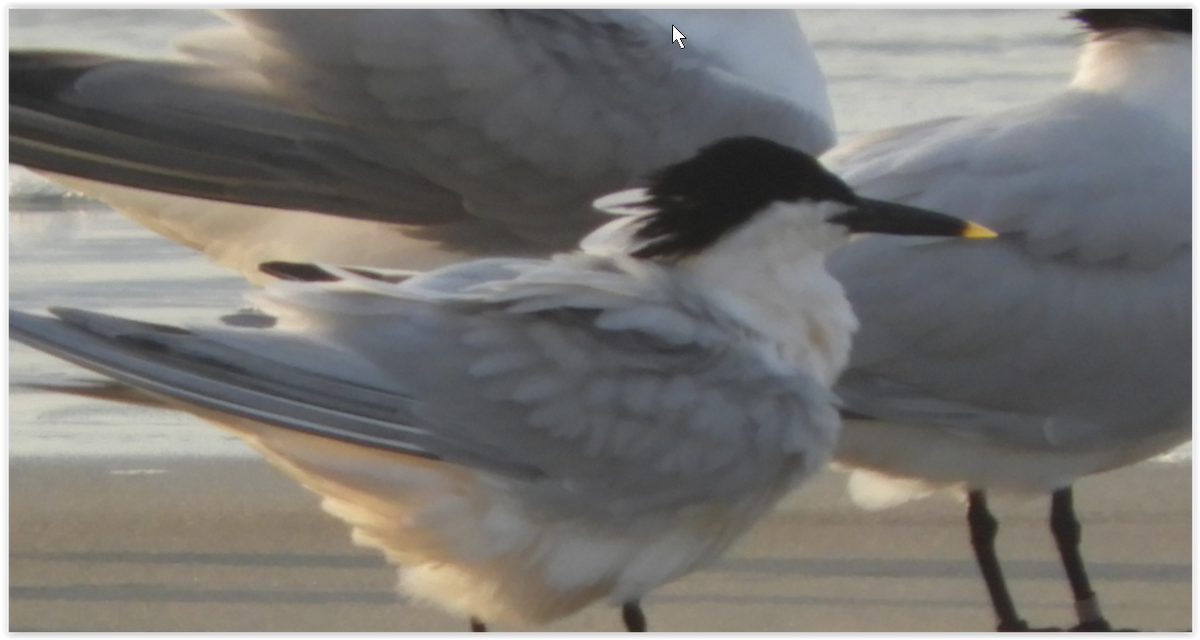 Sandwich Tern - ML147412571