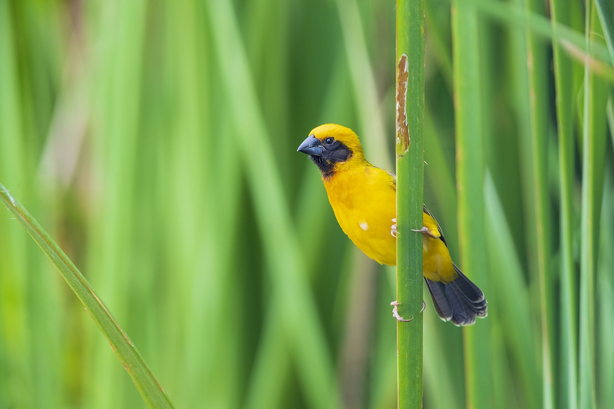 Asian Golden Weaver - ML147413711