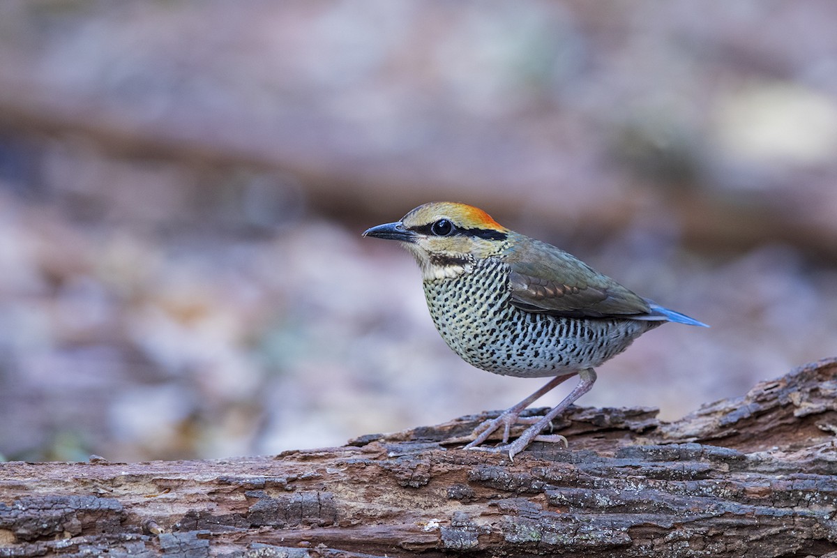 Blue Pitta - Laurie Ross | Tracks Birding & Photography Tours