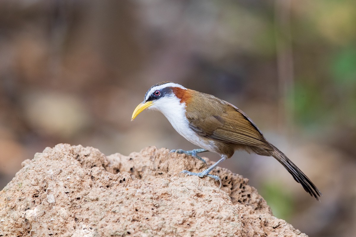 White-browed Scimitar-Babbler - Laurie Ross | Tracks Birding & Photography Tours