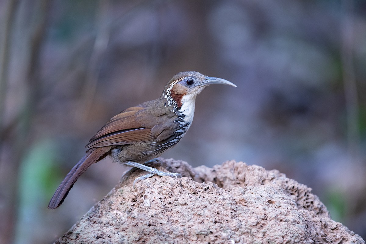 Large Scimitar-Babbler - Laurie Ross | Tracks Birding & Photography Tours