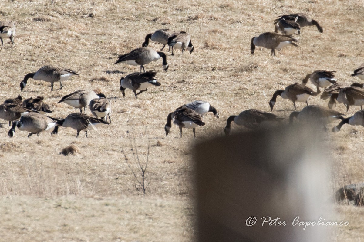 Barnacle Goose - Peter Capobianco