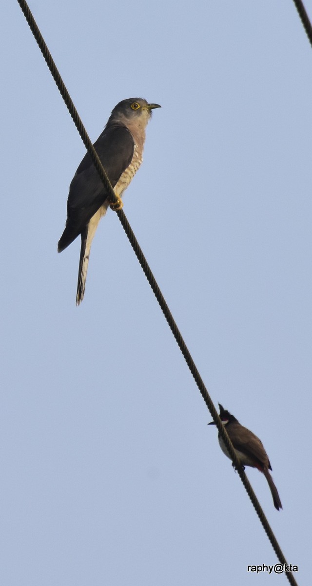 Common Hawk-Cuckoo - Anonymous