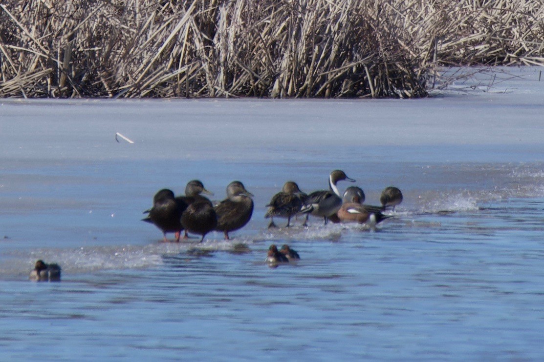 American Black Duck - ML147417011