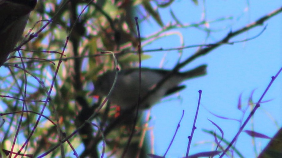 Chestnut-sided Warbler - ML147418851