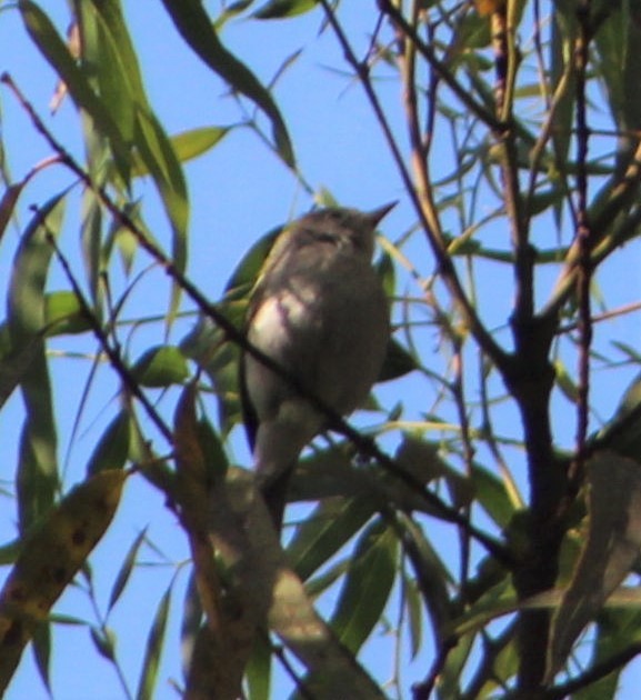 Chestnut-sided Warbler - ML147418891