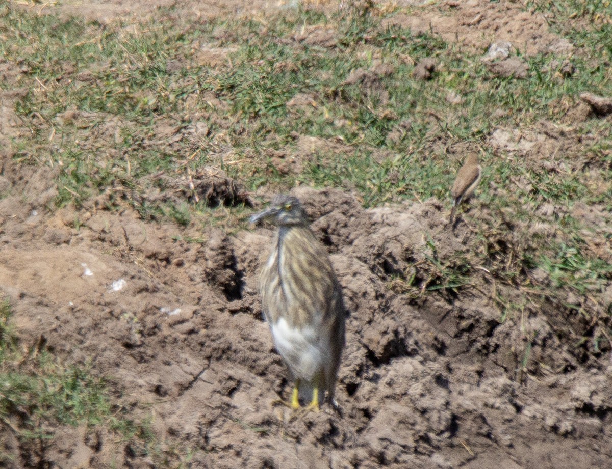 Indian Pond-Heron - ML147419911