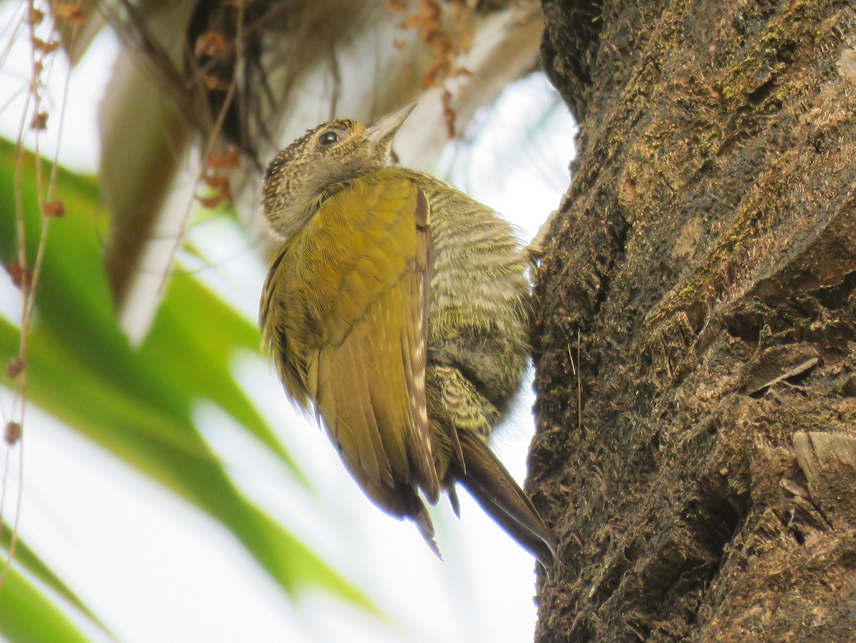 Green-backed Woodpecker (Little Green) - Antonio Xeira