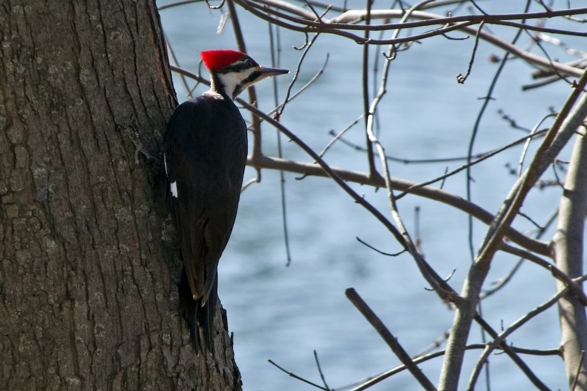 Pileated Woodpecker - ML147423301