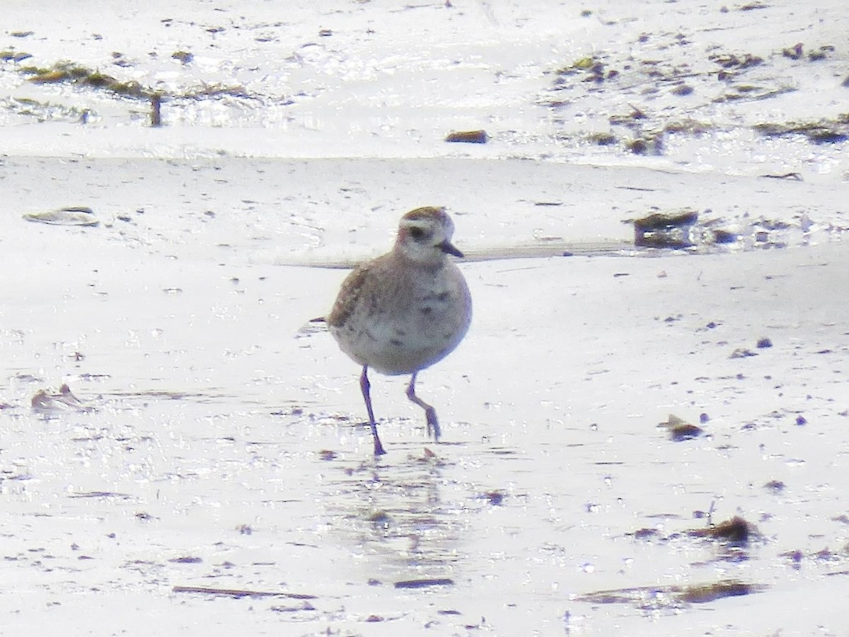 American Golden-Plover - ML147423731