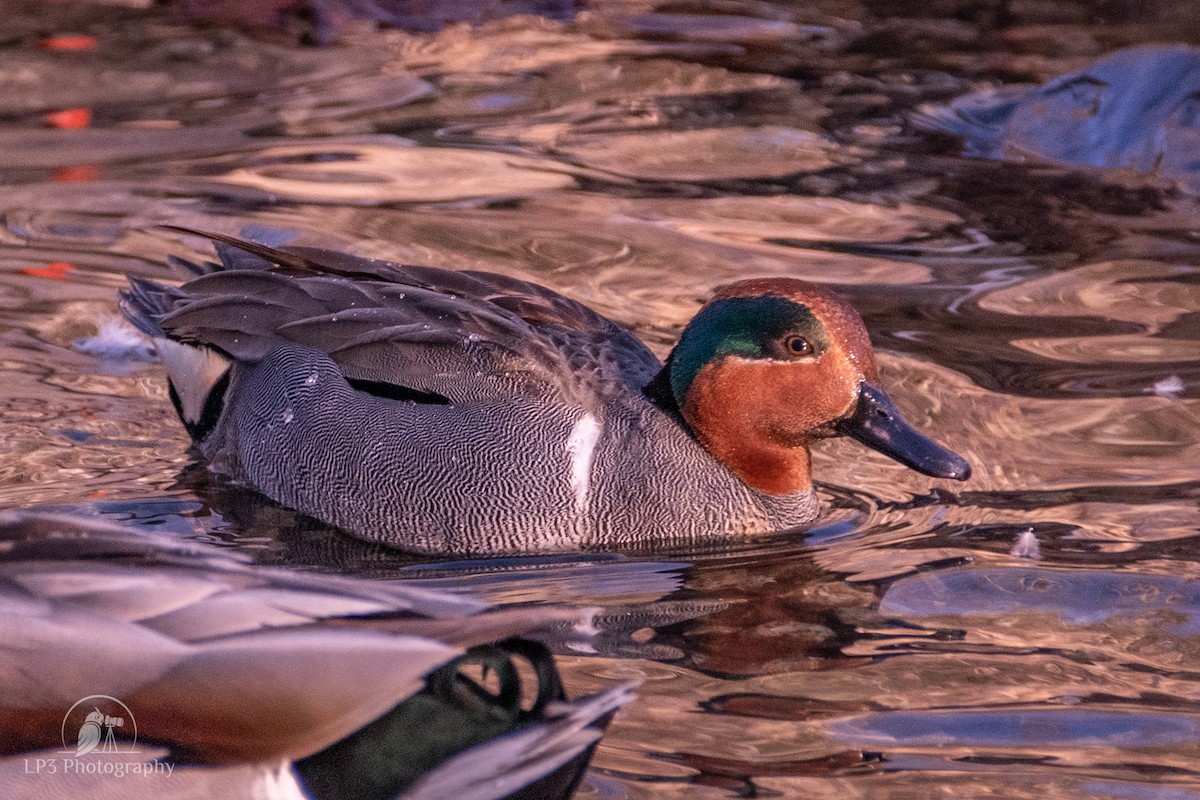 Green-winged Teal - Laurie Pocher