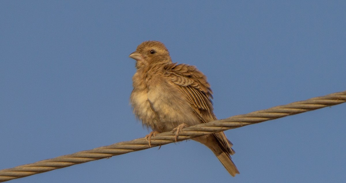 Ashy-crowned Sparrow-Lark - ML147425021