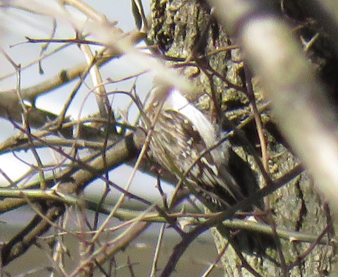 Brown Creeper - ML147426161