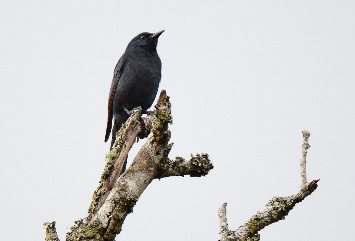 Waller's Starling - ML147428811