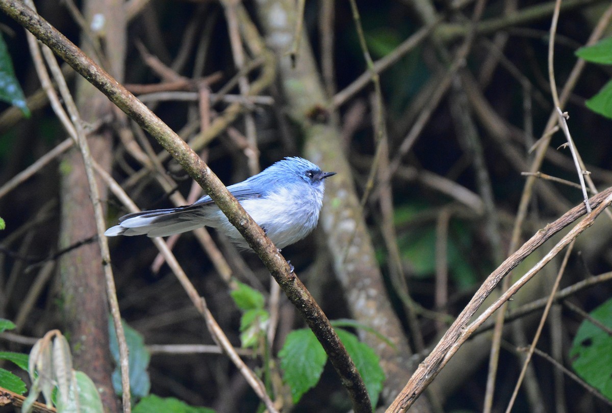 White-tailed Blue Flycatcher - ML147429471