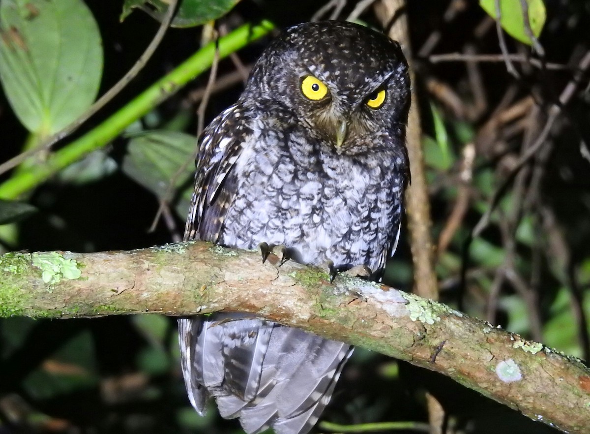 Bearded Screech-Owl - ML147429501