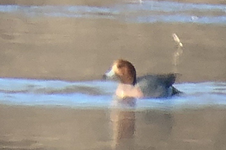 Eurasian Wigeon - Tim Lenz