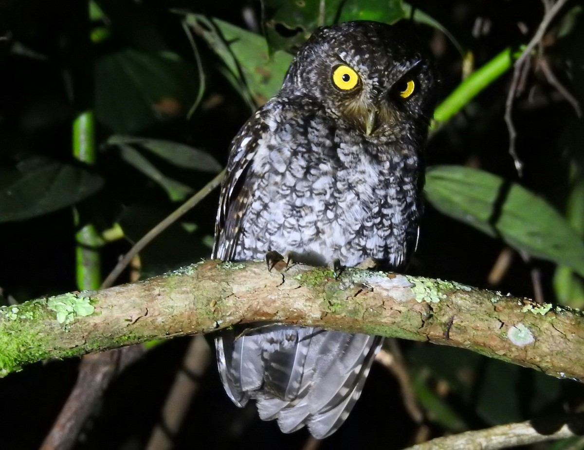 Bearded Screech-Owl - ML147429591