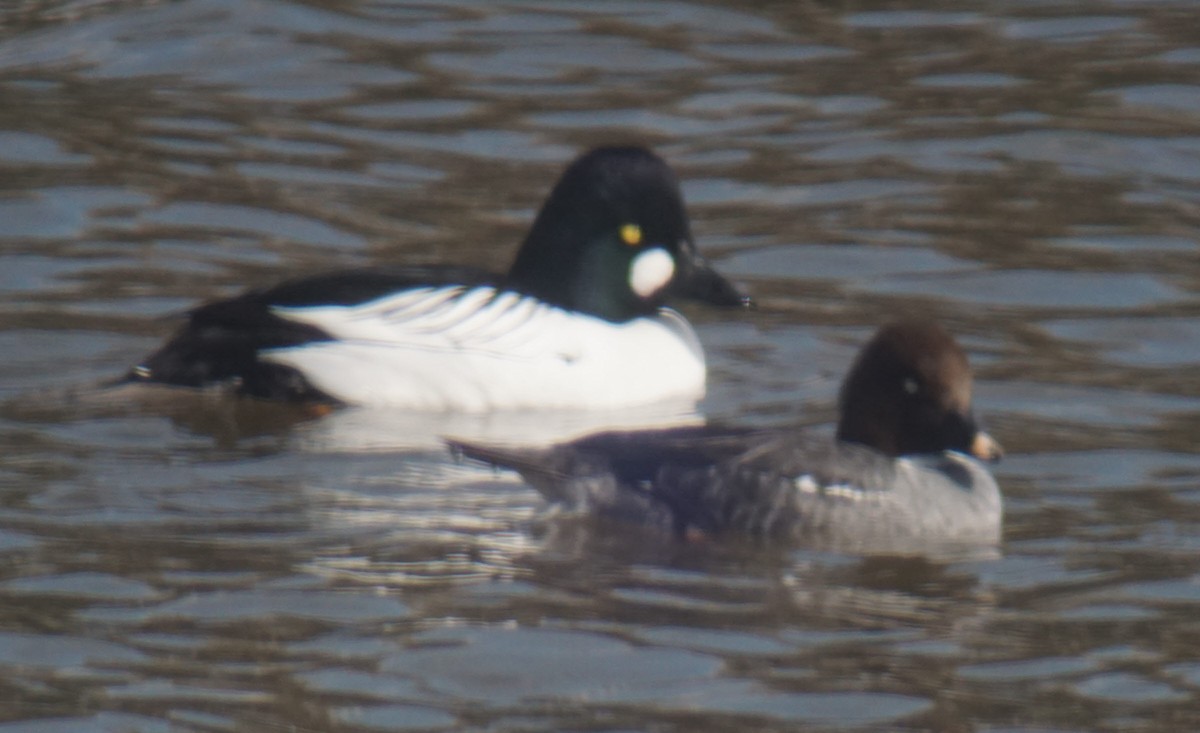 Common Goldeneye - ML147429991