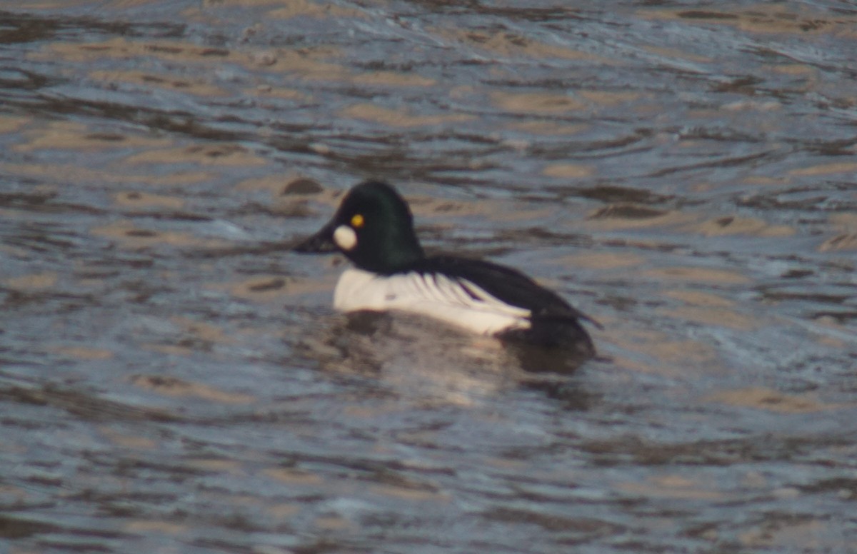 Common Goldeneye - ML147430031